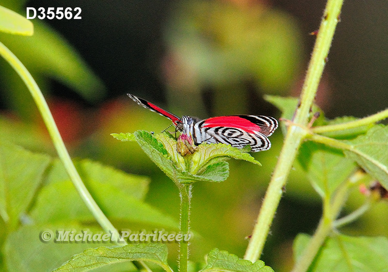 Cramer's Eighty-eight (Diaethria clymena)